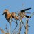 Falco vespertinus